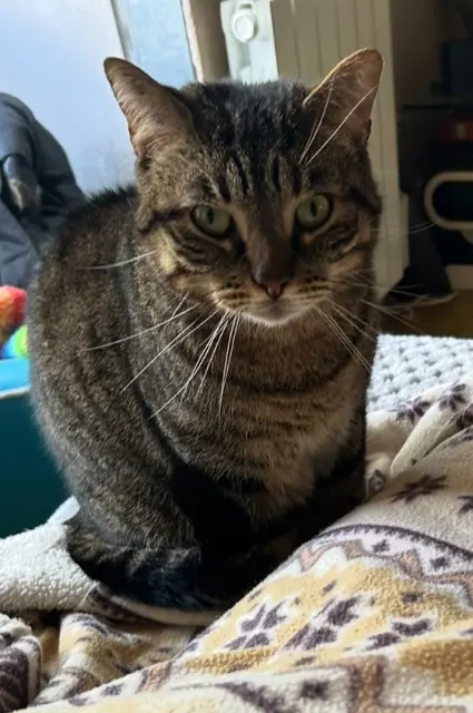 chat lost   44160 Pontchâteau Simba