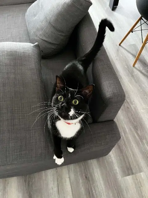 chat lost   44680 Saint-Hilaire-de-Chaléons Snoopy