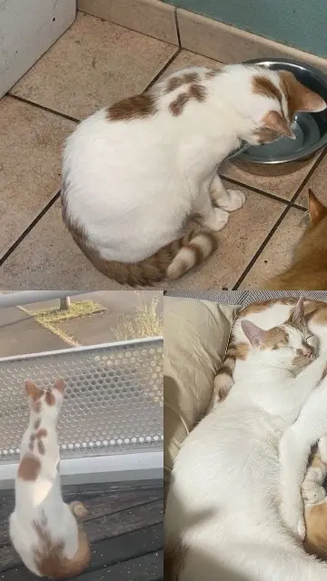 chat lost   44640 Le Pellerin Snow