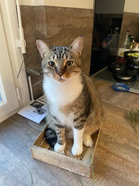 chat lost   44980 Sainte-Luce-sur-Loire Snow