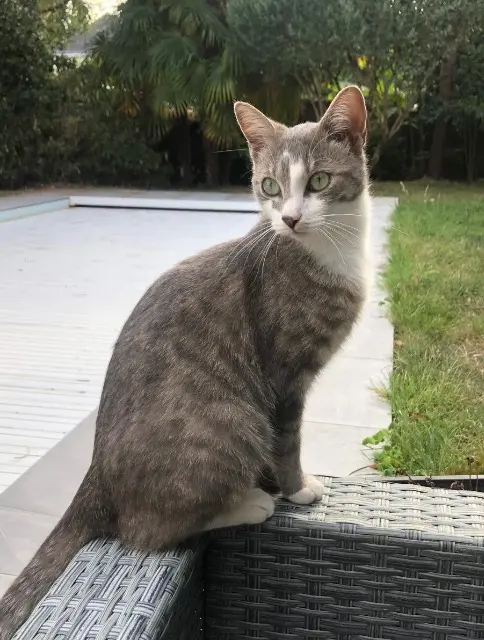 chat lost   44140 Le Bignon Souk