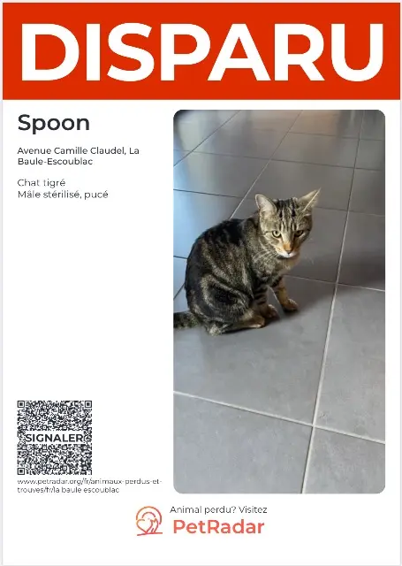 chat lost   44500 La Baule-Escoublac Spoon