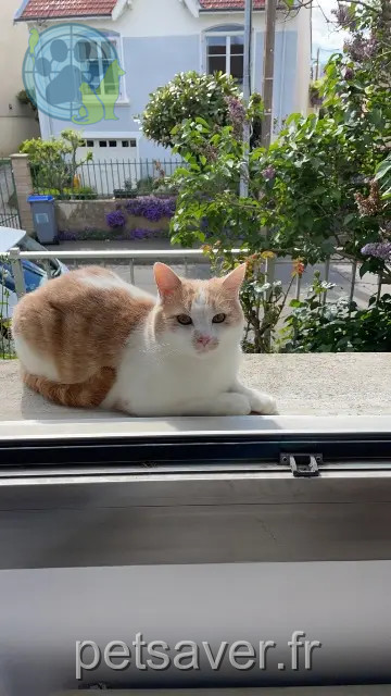Kater vermisst 44400 Rezé Suiko Kater lost 44400 Rezé Suiko
