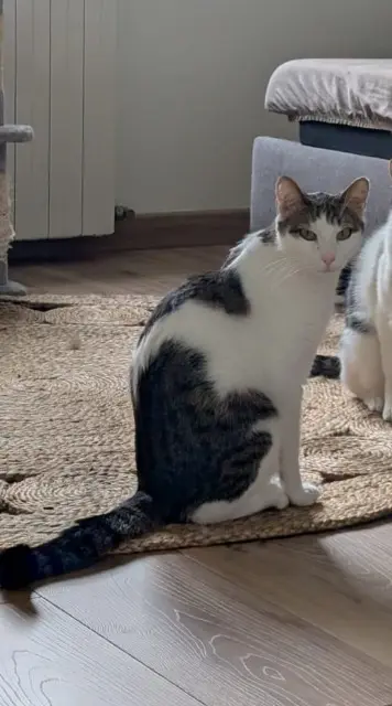 chat lost   44470 Carquefou Sully