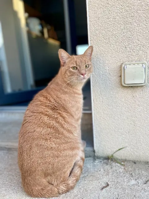 chat lost   44160 Sainte-Anne-sur-Brivet Sully