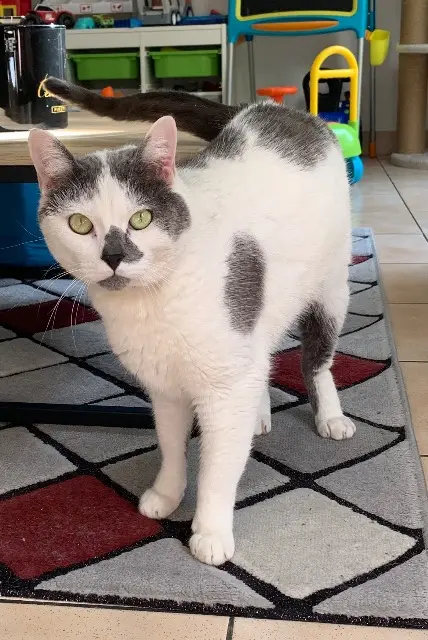 chat lost   44260 La Chapelle-Launay Sweety