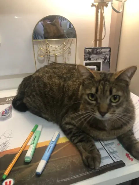 cat lost   44980 Sainte-Luce-sur-Loire Swiffer