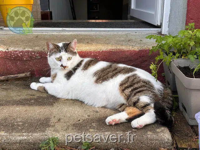 chat lost   44620 La Montagne Swing