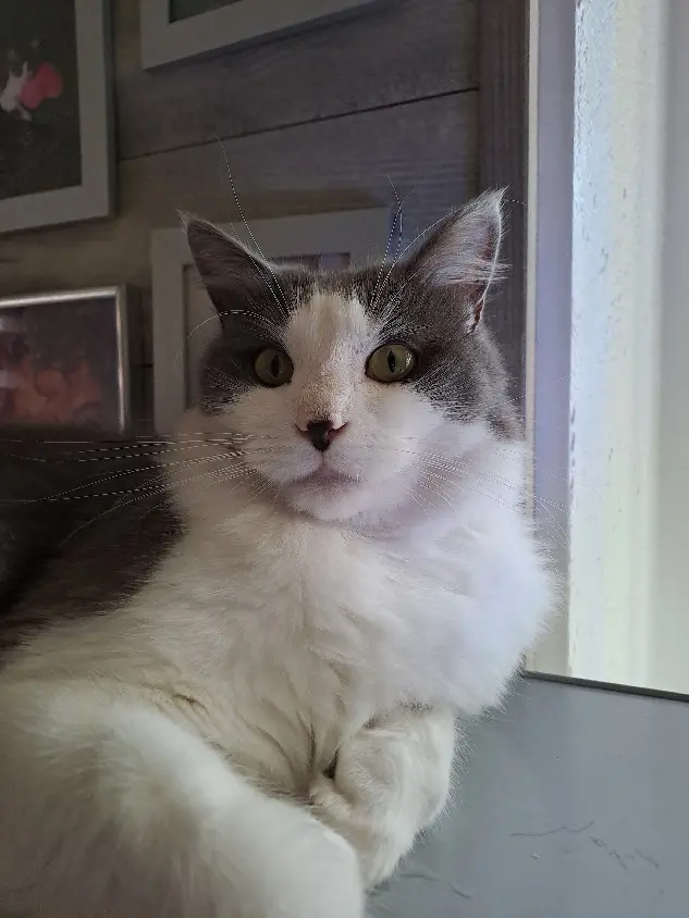 Chat Perdu 44 Loire-Atlantique - Tachou Chat Perdu 44 Loire-Atlantique - Tachou