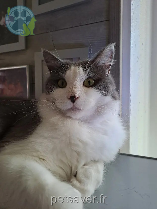 Chat Perdu 44 Loire-Atlantique - Tachou Chat Perdu 44 Loire-Atlantique - Tachou