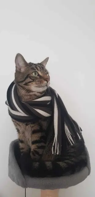 chat lost   44330 Vallet TADEUS