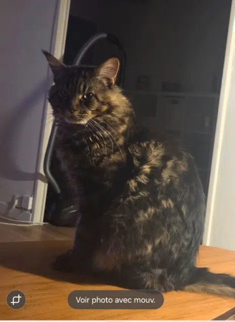 chat lost   44600 Saint-Nazaire Talismann