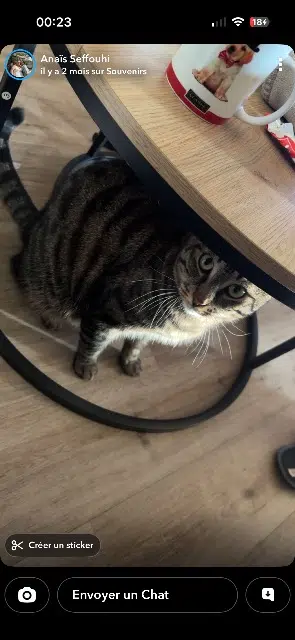 chat lost   44700 Orvault Tarzan