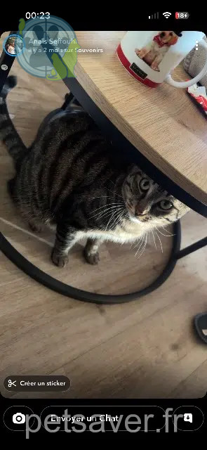 kater vermist 44700 Orvault Tarzan kater lost 44700 Orvault Tarzan