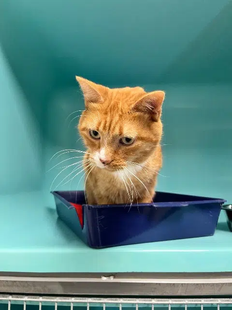 chat lost   44240 La Chapelle-sur-Erdre Tash