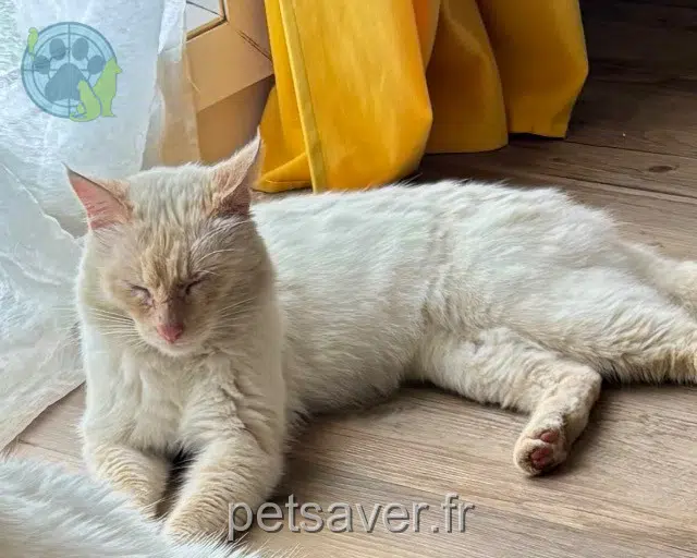 gato lost   44550 Montoir-de-Bretagne Tchoupi