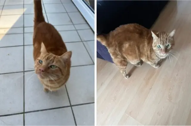 chat lost   44600 Saint-Nazaire Tibilou