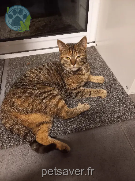 Chat Perdu 44 Loire-Atlantique - Tic Chat Perdu 44 Loire-Atlantique - Tic