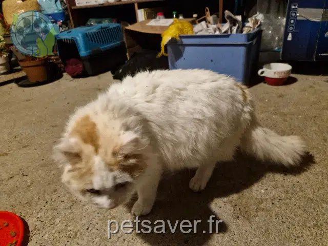 chat lost   44470 Carquefou Tichat