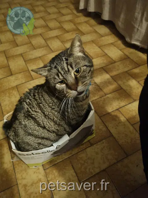 gato lost   44800 Saint-Herblain Tigrou