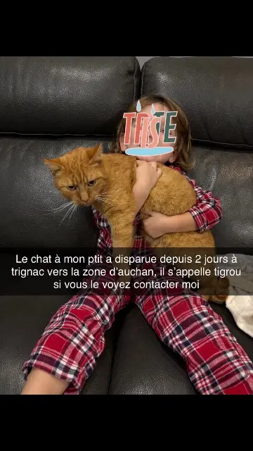 Kater vermisst 44570 Trignac Tigrou Kater lost 44570 Trignac Tigrou