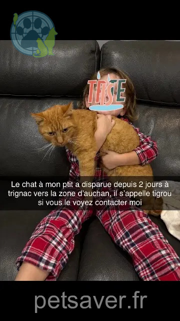 gato perdido 44570 Trignac Tigrou gato lost 44570 Trignac Tigrou