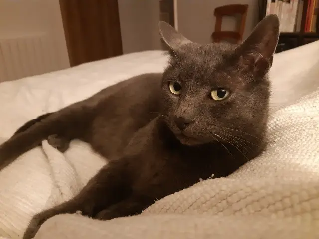 chat lost   44130 Blain Tiky