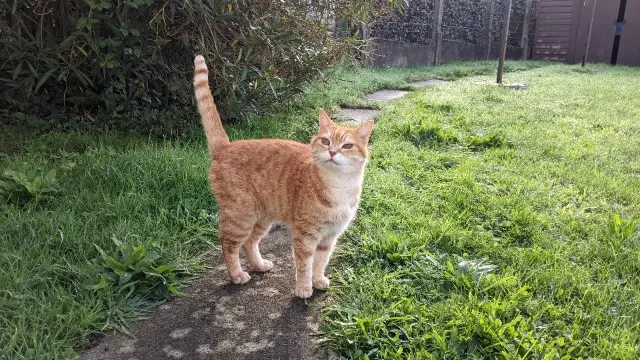 chat lost   44410 La Chapelle-des-Marais Tilou