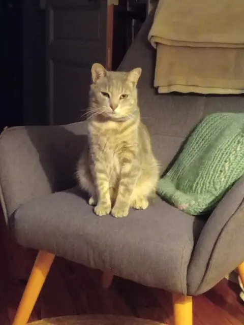 gato perdido 44550 Saint-Malo-de-Guersac Timousse gato lost 44550 Saint-Malo-de-Guersac Timousse