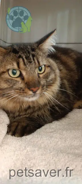 chat lost   44270 Machecoul-Saint-Même Titus