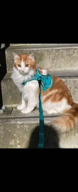 chat lost   44470 Thouaré-sur-Loire Toast