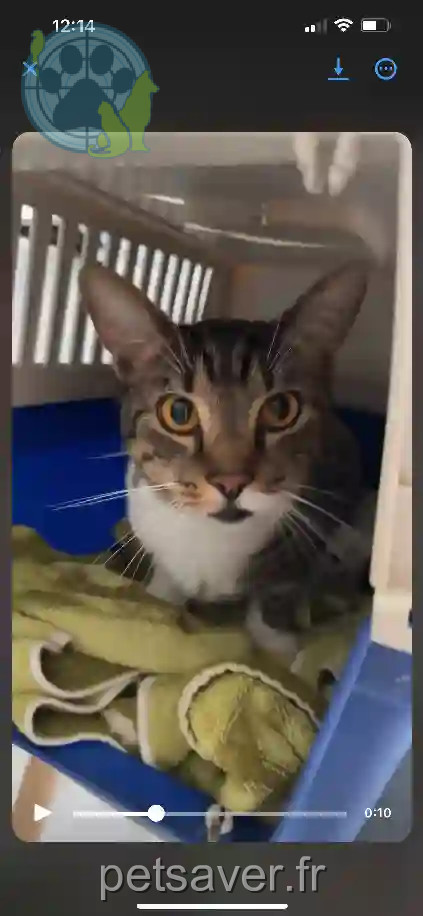 Chat Perdu 44 Loire-Atlantique - Tofu-,-il-réponds-aussi-à-kitty-cat Chat Perdu 44 Loire-Atlantique - Tofu-,-il-réponds-aussi-à-kitty-cat