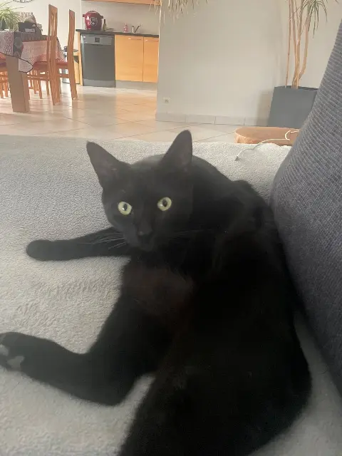 chat lost   44680 Sainte-Pazanne Tolkien