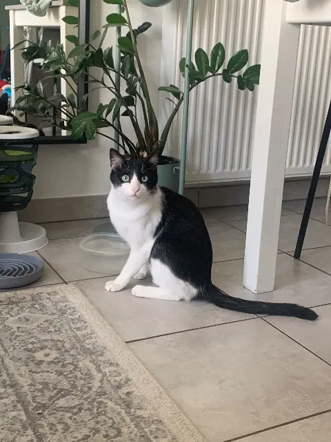 chat lost   44780 Missillac Tonnerre