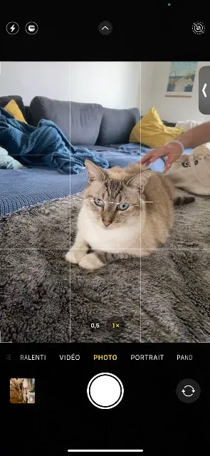 chat lost   44330 Vallet Topaze