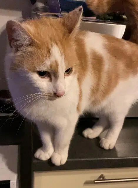 chat lost   44160 Pontchâteau Tounsi