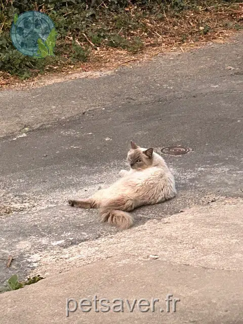 chat lost 44400 Rezé Ubu