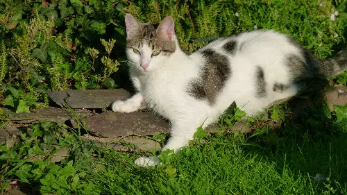 Chat Perdu 44 Loire-Atlantique Chat Perdu 44 Loire-Atlantique