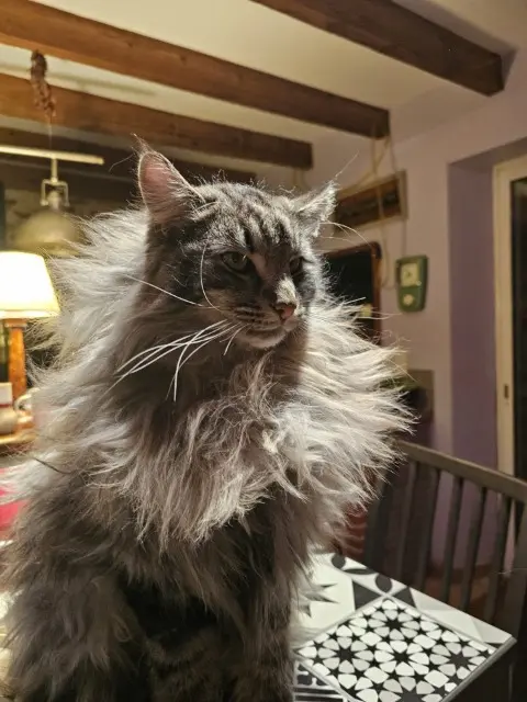 chat lost   44330 Vallet Ugin