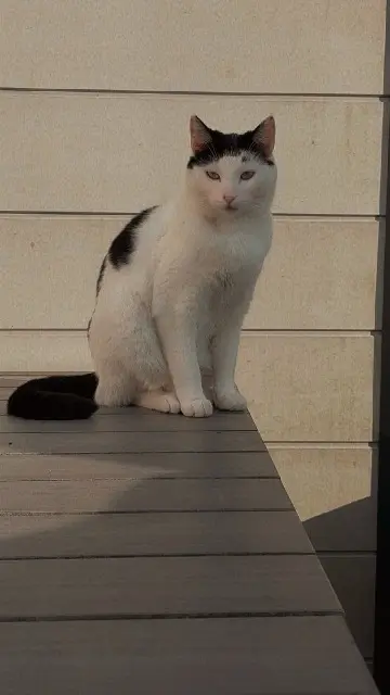 chat lost   44780 Missillac Ulkors