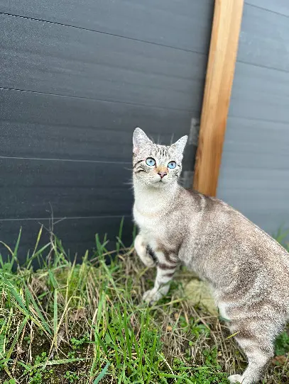 Chat Perdu 44 Loire-Atlantique - Ulky