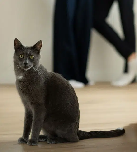 chat lost   44240 La Chapelle-sur-Erdre Uno