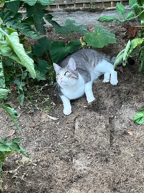 chat lost   44250 Saint-Brevin-les-Pins Uno