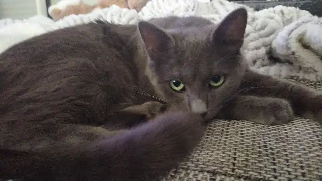 chat lost   44260 Malville Urano