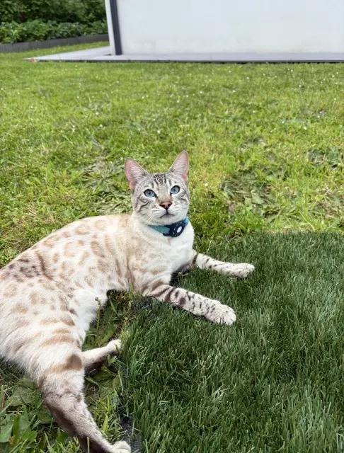 chat lost   44470 Carquefou Usky