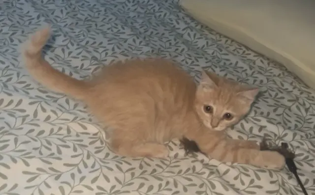 chat lost   44230 Saint-Sébastien-sur-Loire Venom