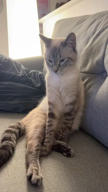 chat lost   44690 Monnières Venom