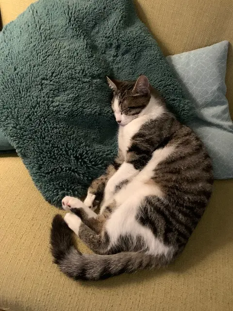 chat lost   44120 Vertou Vicky