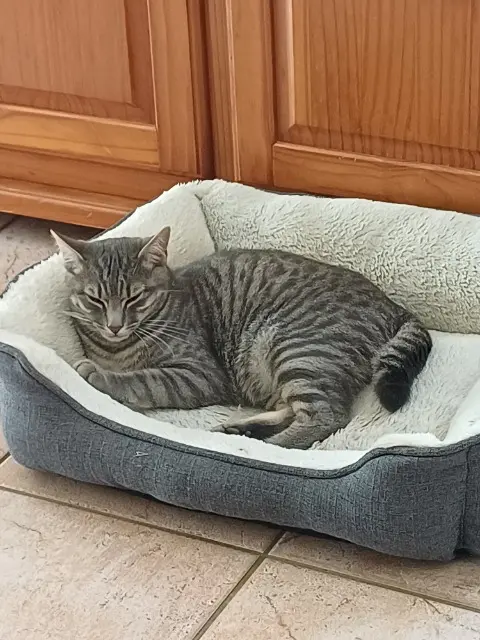 chat lost   44580 Villeneuve-en-Retz Gribouille