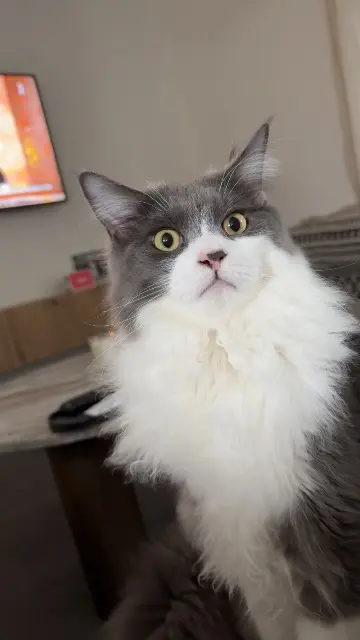 chat lost   44310 Saint-Colomban Vénom